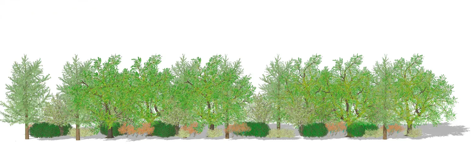 Side-elevation diagram of the layered tree buffer planting plan — a mix of shrubs, deciduous trees, and evergreens at varying heights